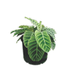 Zebra Plant (Aphelandra squarrosa)