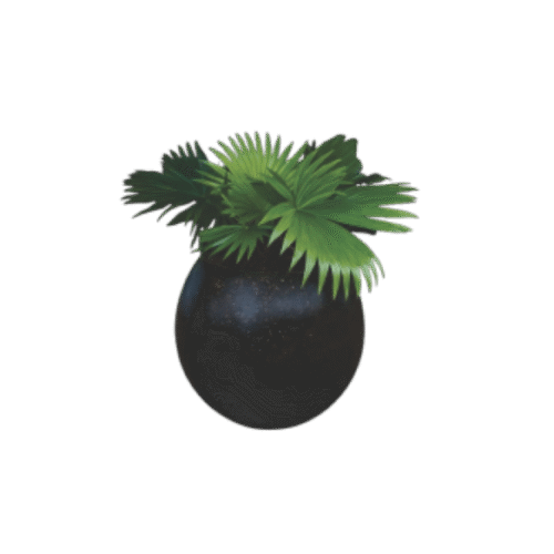 Chinese Fan Palm – Tropical Indoor Plant