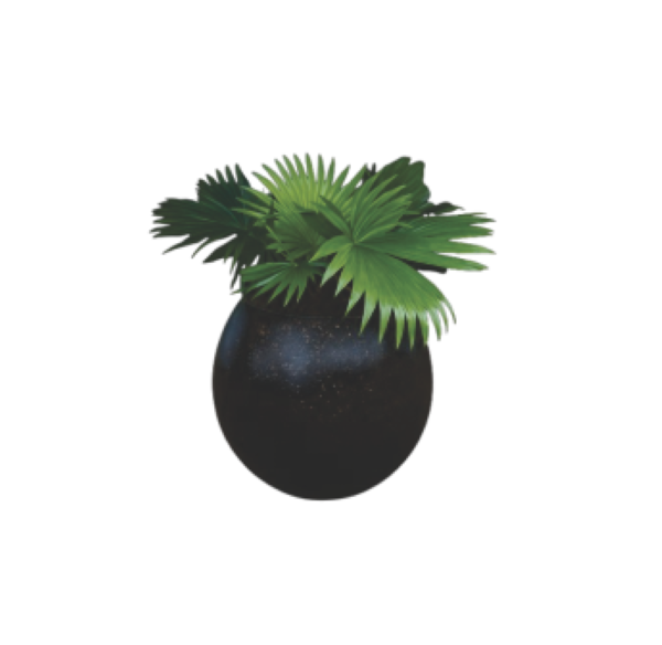 Chinese Fan Palm – Tropical Indoor Plant