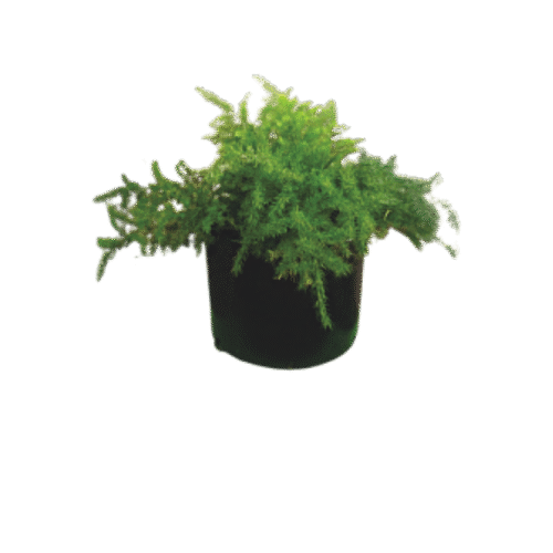 Common Asparagus Fern – Airy Green Foliage