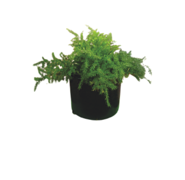 Common Asparagus Fern – Airy Green Foliage