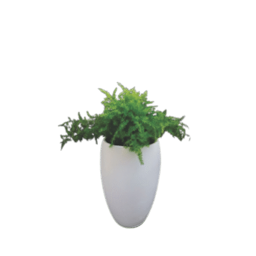 Common Asparagus Fern – Airy Green Foliage