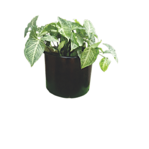 Arrowhead Plant – Compact Indoor Vine