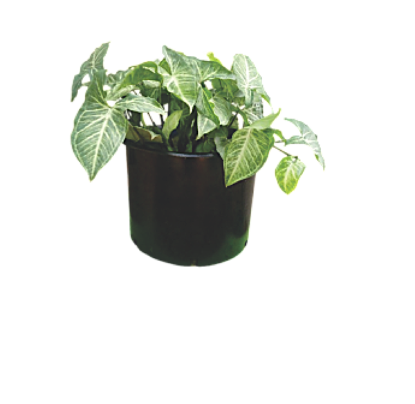 Arrowhead Plant – Compact Indoor Vine