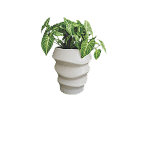 Arrowhead Plant – Compact Indoor Vine