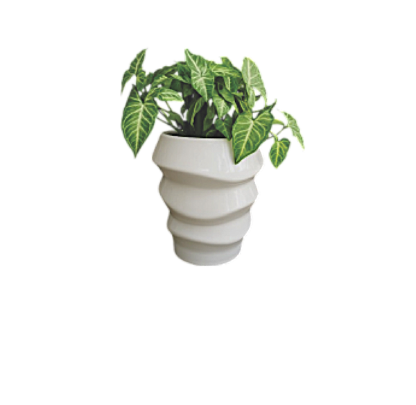 Arrowhead Plant – Compact Indoor Vine