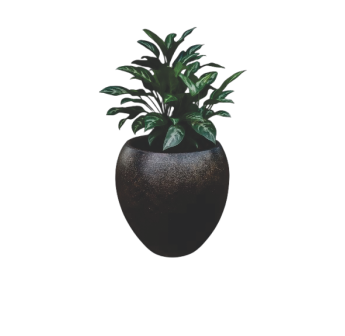 Aglaonema Chinese Evergreen in nursery grow bag – assorted foliage