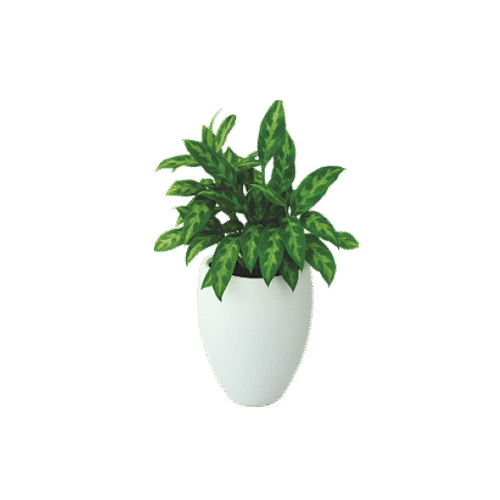 Aglaonema Chinese Evergreen – Indoor Houseplant