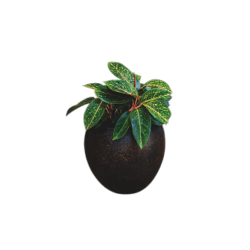 Aglaonema Red Siam – Easy-Care Plant