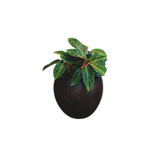 Aglaonema Red Siam – Easy-Care Plant