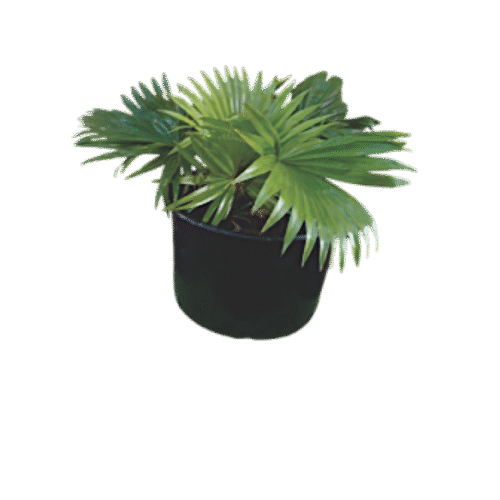 Chinese Fan Palm – Tropical Indoor Plant