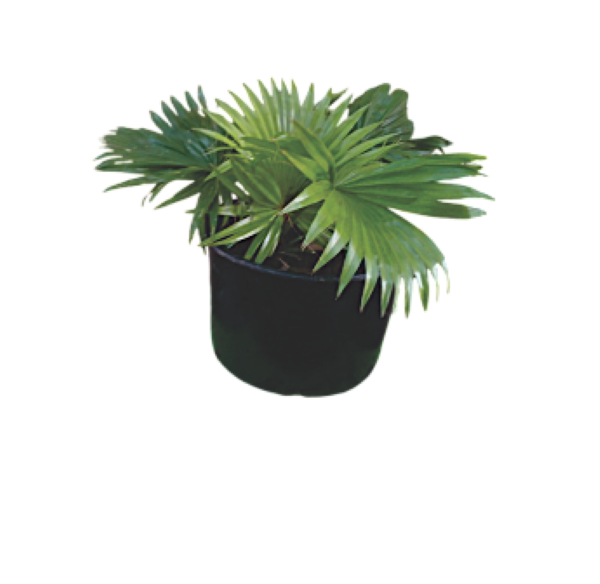 Chinese Fan Palm – Tropical Indoor Plant