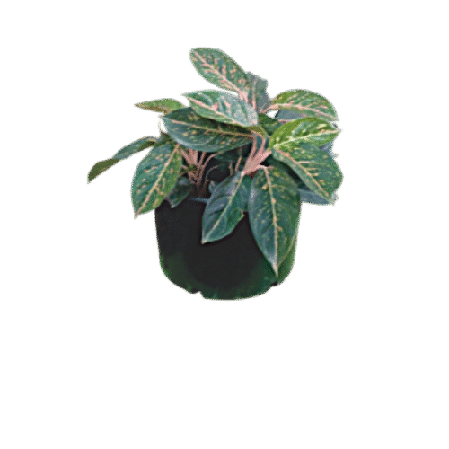 Aglaonema Red Siam – Easy-Care Plant