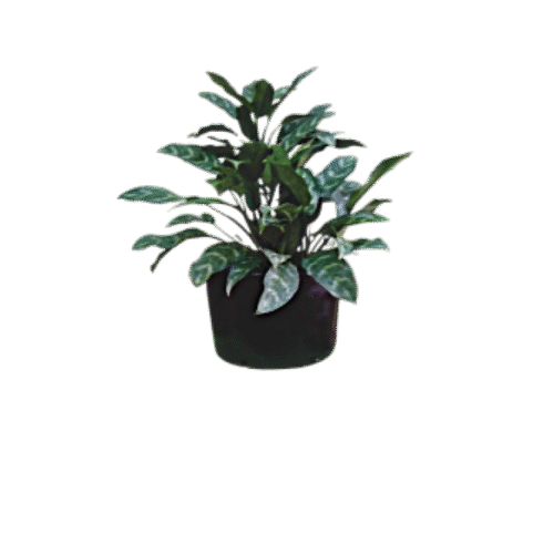 Aglaonema Chinese Evergreen in nursery grow bag – assorted foliage