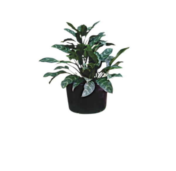 Aglaonema Chinese Evergreen in nursery grow bag – assorted foliage