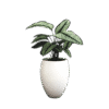 Pin Stripe Plant Goeppertia – Elegant Indoor Foliage