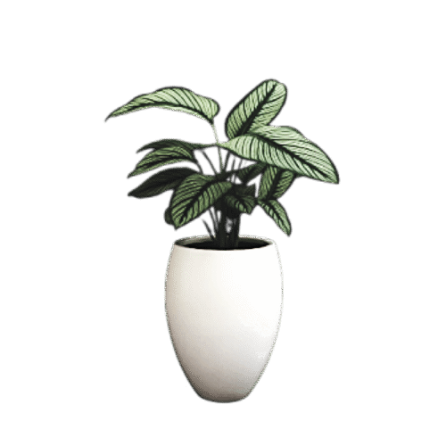 Pin Stripe Plant Goeppertia – Elegant Indoor Foliage