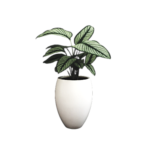 Pin Stripe Plant Goeppertia – Elegant Indoor Foliage