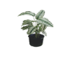 Pin Stripe Plant Goeppertia in grow bag with pink-striped leaves