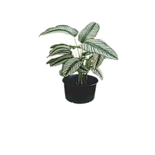 Pin Stripe Plant Goeppertia in grow bag with pink-striped leaves