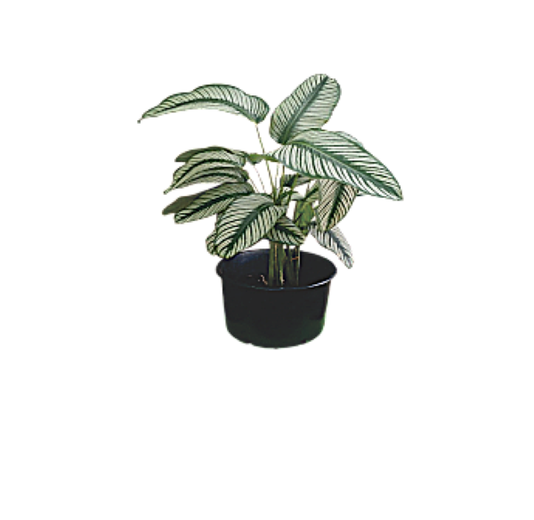 Pin Stripe Plant Goeppertia in grow bag with pink-striped leaves