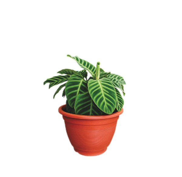 Zebra Plant Goeppertia Zebrina with striped green leaves in nursery grow bag
