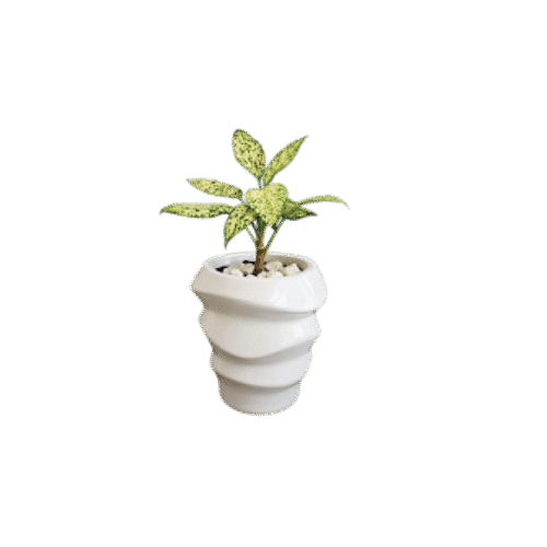 Aglaonema Snow White plant sold without pot