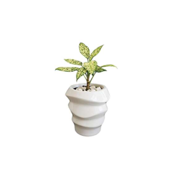 Aglaonema Snow White plant sold without pot