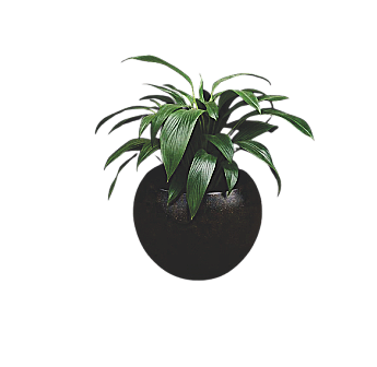Bamboo Plant – Hardy Indoor Foliage Plant The Bamboo Plant (Aspidistra elatior), also called the Cast Iron Plant, is a resilient indoor foliage plant with glossy, arching green leaves. Many people nickname it Bamboo Plant because of its upright, graceful appearance. Unlike true bamboo, it grows in clumps and stays compact, which makes it perfect for low-light indoor settings. 🌿 Note: We sell plants without pots, so you can select the perfect style from our Pots & Planters collection. Features of Aspidistra elatior Height: Reaches 18–24 inches indoors Leaves: Long, deep green, and elegant Light Needs: Thrives in low to medium indirect light Watering: Requires moderate care; let the soil partly dry between watering Growth Habit: Forms upright clumps, ideal for corners and shaded entryways This hardy indoor plant suits homes, offices, hotels, and lobbies. In addition, its bold foliage brings a sense of freshness all year round. Why Choose the Cast Iron Plant? Low Maintenance: It thrives even when you forget regular care. Air Purifying: It naturally improves indoor air quality. Decorative Appeal: The leaves create a lush green effect in any room. Versatile: You can use it in living rooms, offices, or hallways. Perfect Pairings You can boost growth with our Premium Potting Mix . For more indoor greenery, explore our Plants & Garden Supplies . Moreover, you can complete the look with décor pieces from Lifestyle Accessories . Delivery & Care Abuja delivery: 1–3 working days Nationwide shipping through trusted partners We package plants securely to ensure safe arrival Bring home the Bamboo Plant today, and enjoy a low-maintenance plant that brings lasting greenery into your space.