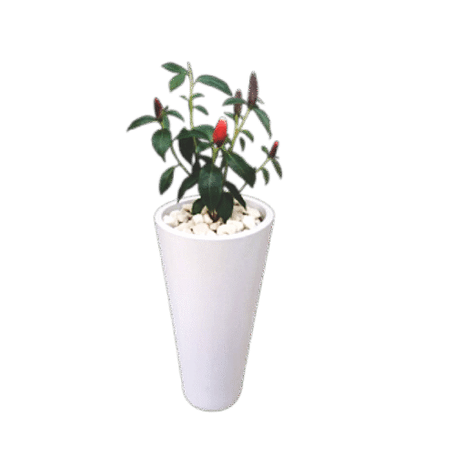 Lipstick Plant Aeschynanthus radicans with red tubular flowers