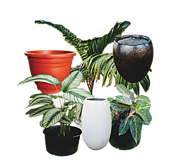 Aglaonema Chinese Evergreen – Indoor Houseplant