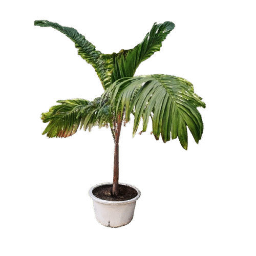 Buy Royal Palm Abuja Nigeria online – GIEPONG