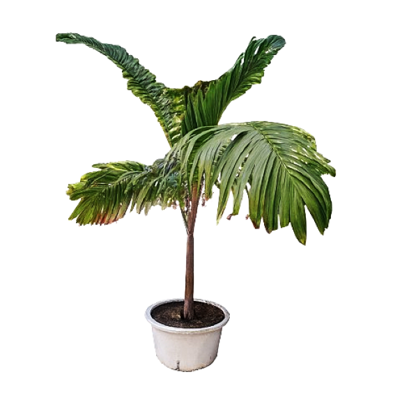 Buy Royal Palm Abuja Nigeria online – GIEPONG