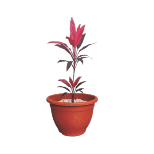 Buy Ti Plant Abuja Nigeria online – GIEPONG Stores