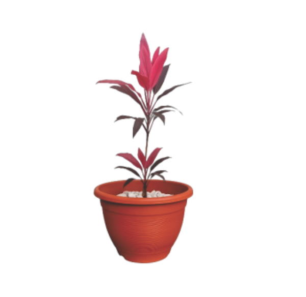 Buy Ti Plant Abuja Nigeria online – GIEPONG Stores