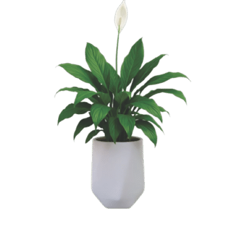 Peace Lily (Spathiphyllum) – Indoor Air Purifying Plant
