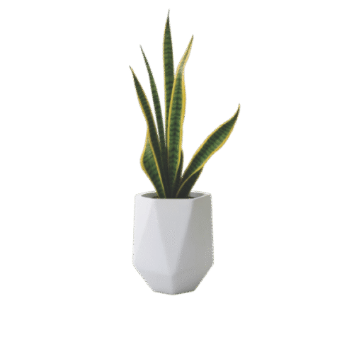 Snake Plant (Mother-in-Law’s Tongue) – Indoor Air Purifying Plant