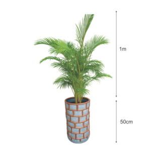 indoor palm plant with burnt clay planter