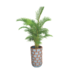 Areca Palm Brick Clay Planter1 decorative areca palm in clay pot