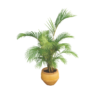 decorative palm plant in clay pot