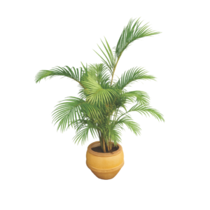 decorative palm plant in clay pot