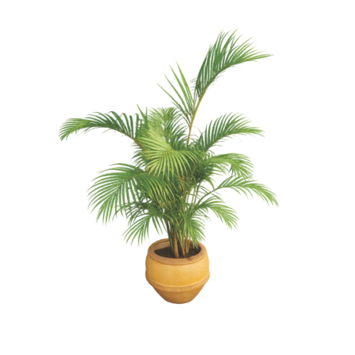 decorative palm plant in clay pot