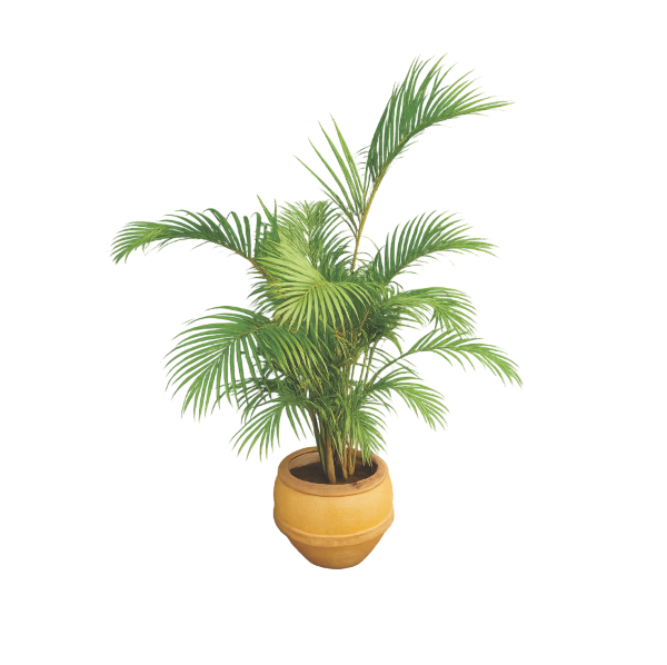 decorative palm plant in clay pot