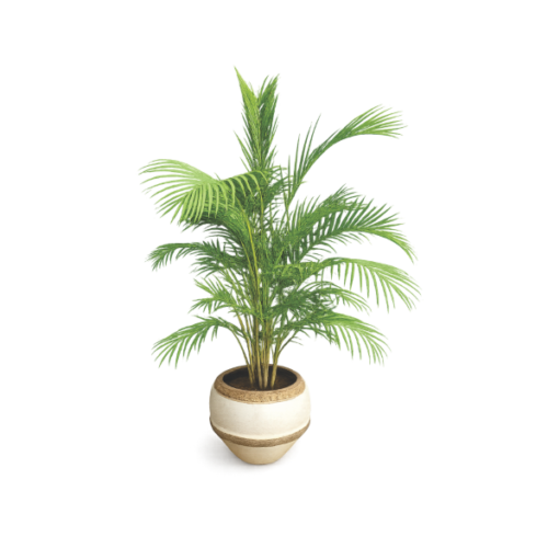 Areca Palm in Cream Clay Planter