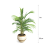 modern areca palm planter for home décor