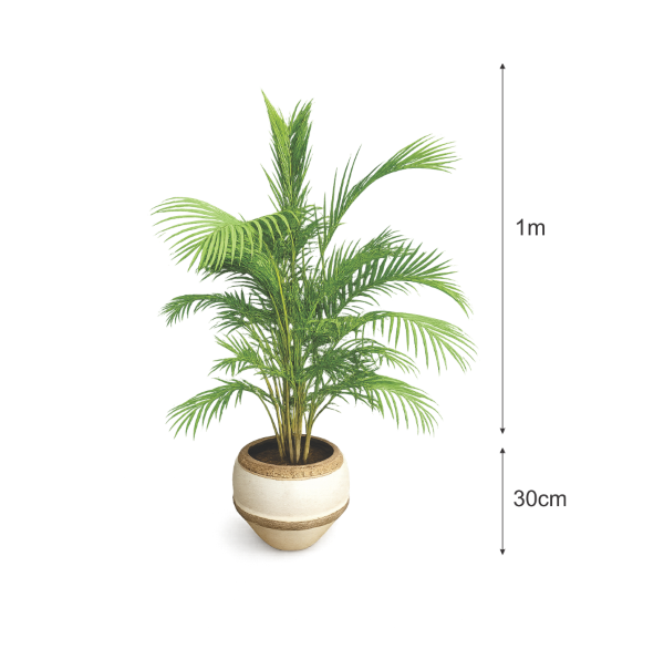 modern areca palm planter for home décor
