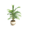 areca palm planter in cream clay pot