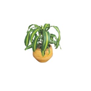 indoor corn plant with clay pot Nigeria