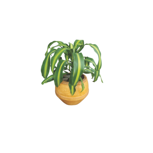 indoor corn plant with clay pot Nigeria