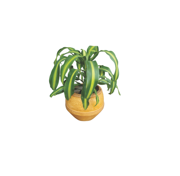 indoor corn plant with clay pot Nigeria